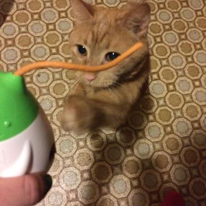 12191633_1623983884518803_8781626546752175727_n